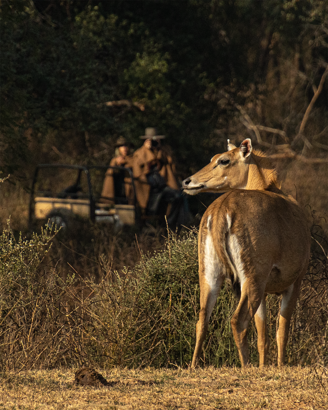 A Sariska Photography Retreat