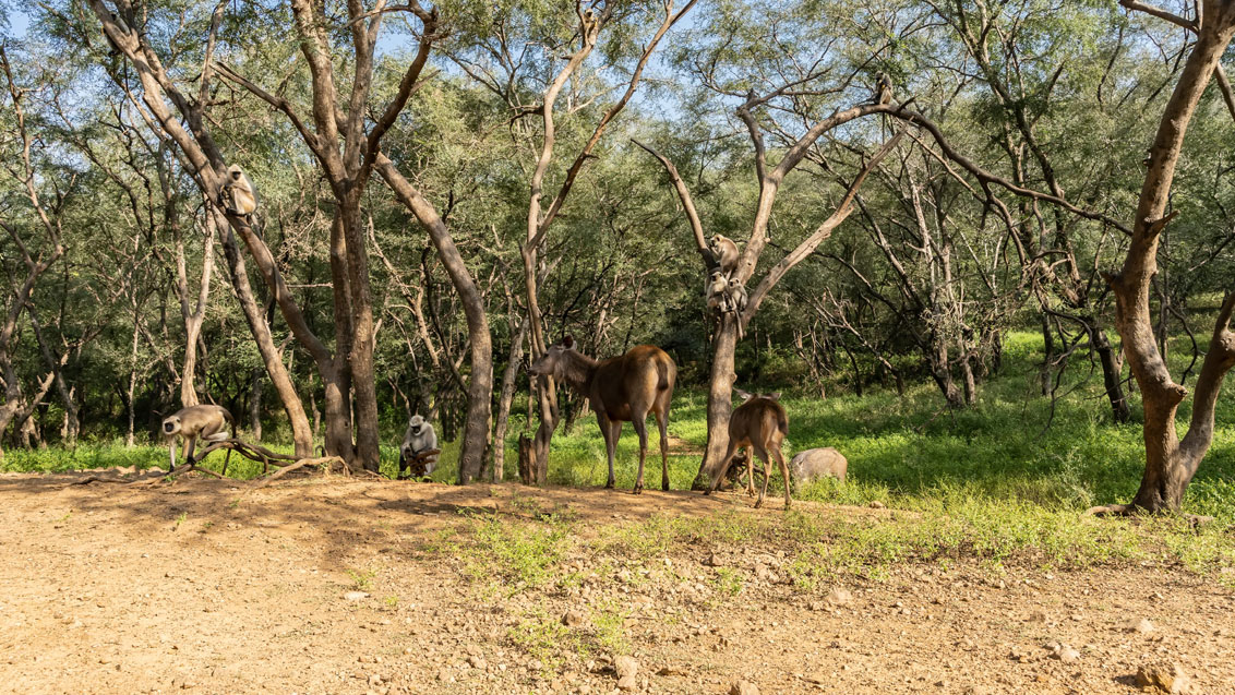 The Quiet Wilds of Sariska